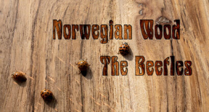 Staying Home with The Beetles