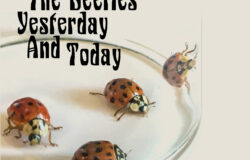 Staying Home with The Beetles
