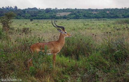 Nairobi National Park, Kenya